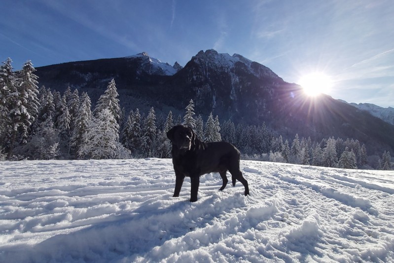 Urlaub mit Hund in Berchtesgaden am Hintersee