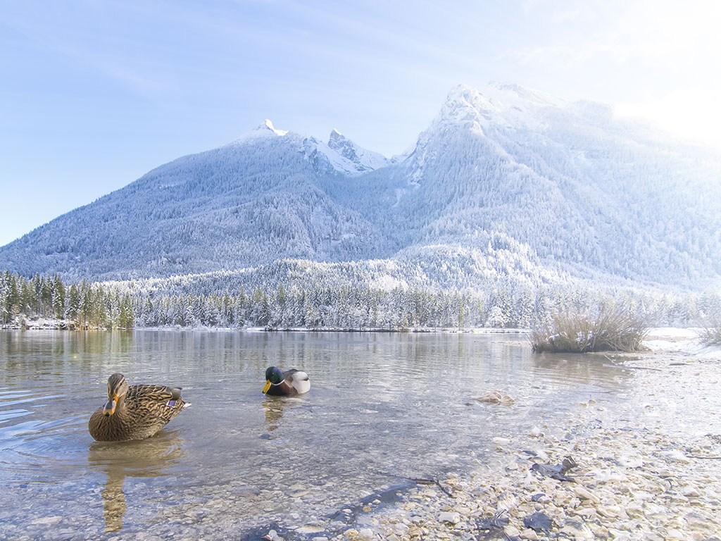 Zwei Enten schwimmen am klaren Ufer des winterlichen Hintersees in Ramsau, im Hintergrund verschneite Wälder und majestätische Bergkulisse.